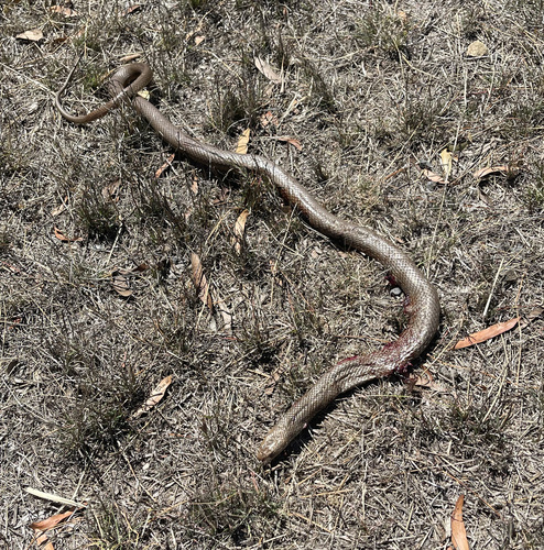 Eastern Brown Snake sighting