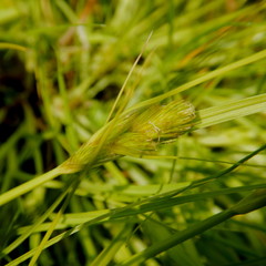Carex sychnocephala