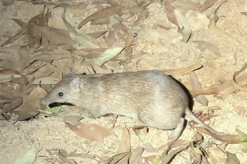 Cape York Brown Bandicoot (Isoodon peninsulae) — Data Deficient Mammalia