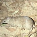 Cape York Brown Bandicoot - Photo (c) aleckarcz, some rights reserved (CC BY-NC)