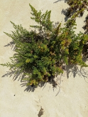 Artemisia campestris maritima