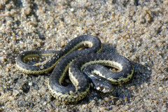 Thamnophis couchii