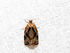 Archips grisea