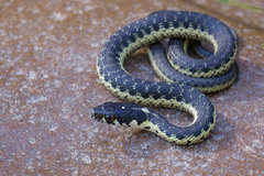 Thamnophis couchii