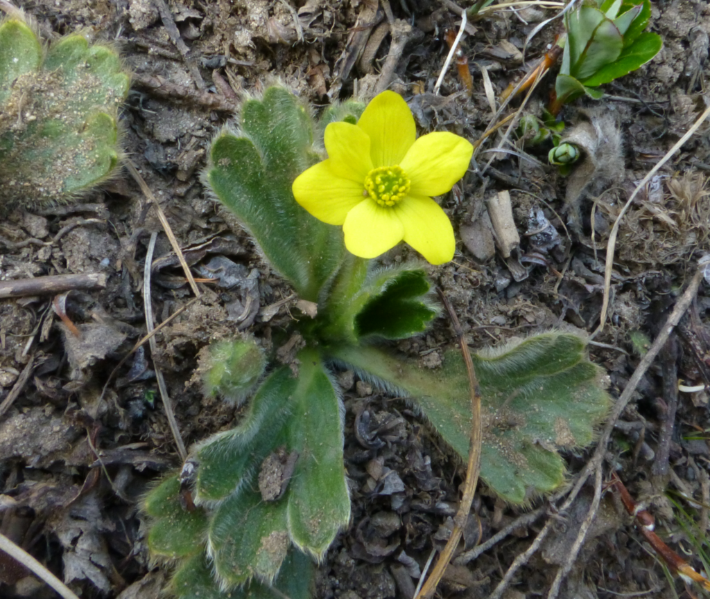 Anemonastrum trullifolium