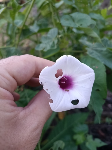 Image of Ipomoea tiliacea by (c) Guillaume Delaitre, some rights reserved (CC BY)