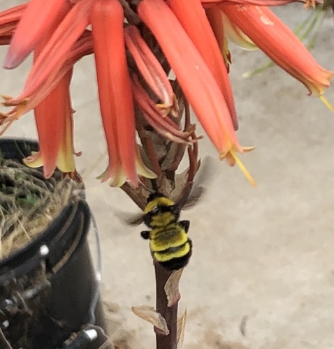 Sonoran Bumble Bee photo 5