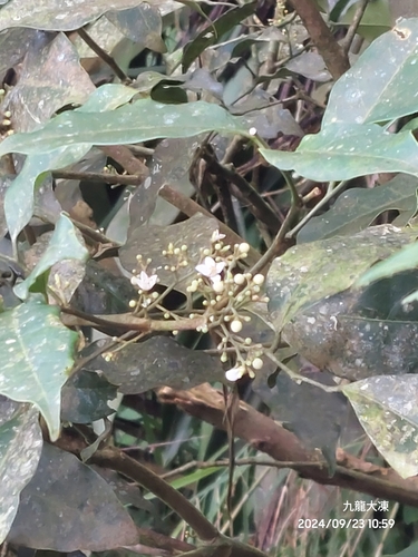 Glycosmis parviflora iNat (2)