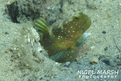 Cryptocentrus fasciatus