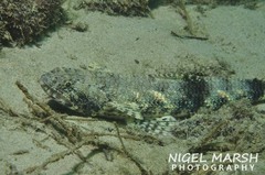 Saurida nebulosa