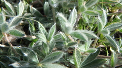Lupinus lepidus
