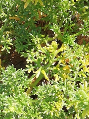 Artemisia campestris maritima