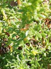 Artemisia campestris maritima