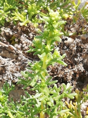 Artemisia campestris maritima