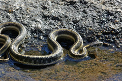 Thamnophis elegans elegans