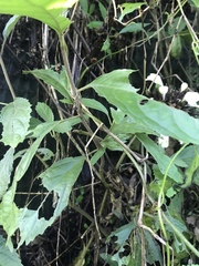 Gomphostemma chinense