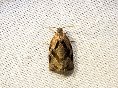Archips grisea