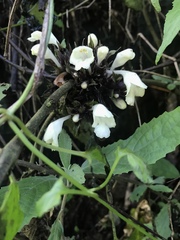 Gomphostemma chinense