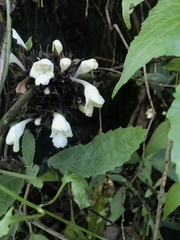 Gomphostemma chinense