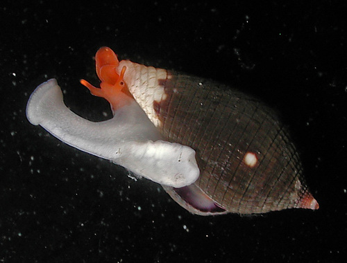 Lovellona atramentosa observed 2017-05-29