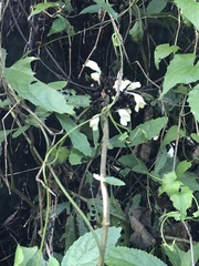 Gomphostemma chinense