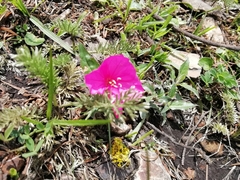 Oenothera deserticola