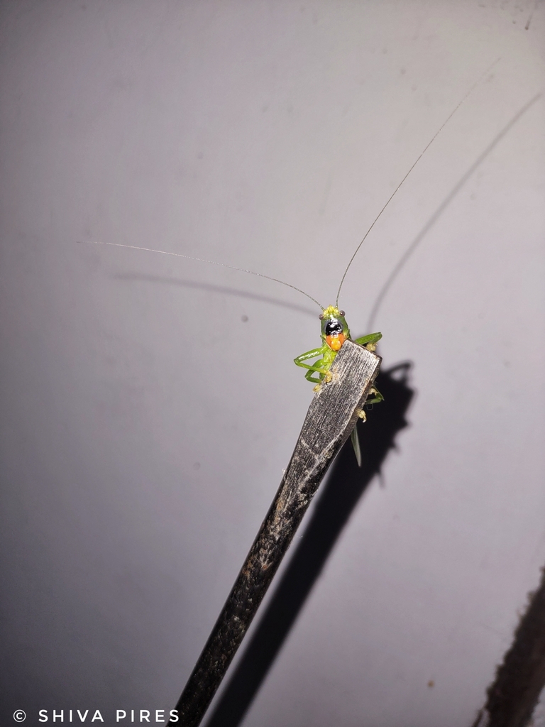 Vestria nigrifrons