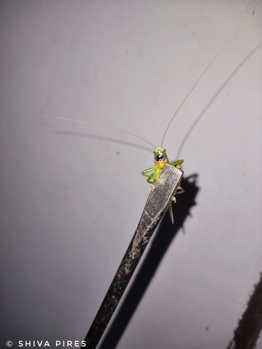 Vestria nigrifrons