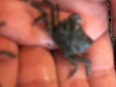 Hemigrapsus oregonensis