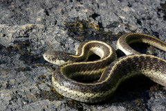 Thamnophis elegans elegans