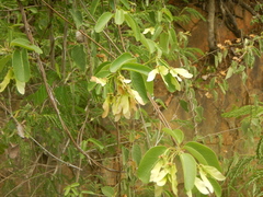 Stigmaphyllon emarginatum