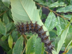 Hemileuca maia