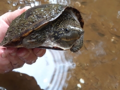 Sternotherus peltifer