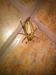 Anoxia australis