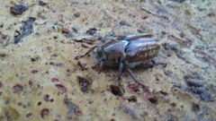 Anoxia australis