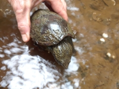 Sternotherus peltifer