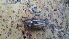 Anoxia australis