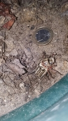 Anoxia australis