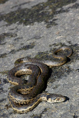 Thamnophis couchii