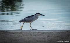Nycticorax nycticorax