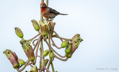 Haemorhous mexicanus