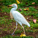Cattle Egret - Photo (c) Gary House, some rights reserved (CC BY-NC), uploaded by Gary House