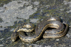 Thamnophis couchii