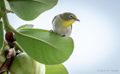 Zosterops japonicus