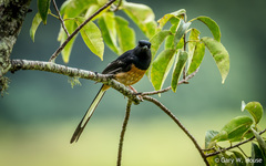 Copsychus malabaricus