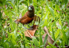Lonchura atricapilla