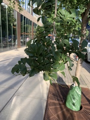 Ulmus