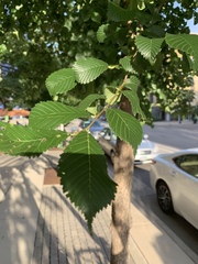 Ulmus