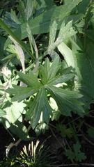 Delphinium polycladon