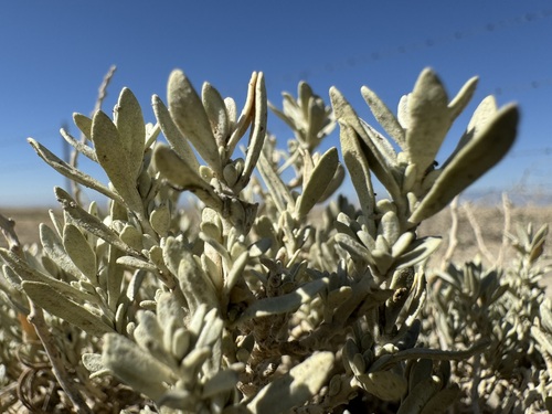 Mat saltbush (Atriplex corrugata)